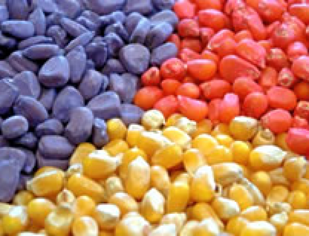 гмо кукуруза. гмо семена. трансгенная кукуруза и соя. кукурузные зерна. горох, гречиха, кукуруза, овес, подсолнечник, пшеница, ячмень, бобы.