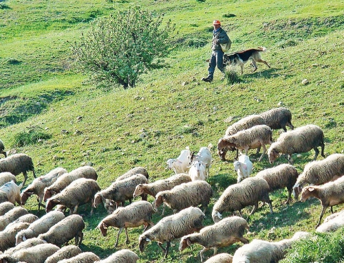 Ufficio Tratturi Foggia: con la chiusura a rischio 550 anni di storia della Transumanza